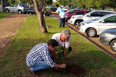 Servidores dão exemplo e fazem plantio de mudas em canteiro do TCE/TO